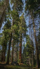 Fototapeta premium Giant sequoia centered within a natural frame of towering trees beneath warm summer light and blue sky capturing the peaceful atmosphere of Sequoia National Park wilderness