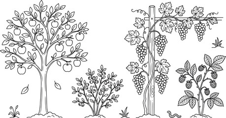 Fruit tree and berry bush line art vector illustration elements set with apple grapevine blueberry and raspberry © Md
