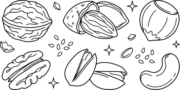 Healthy edible nuts line art vector illustration collection featuring walnut almond hazelnut pecan pistachio and cashew seed icons