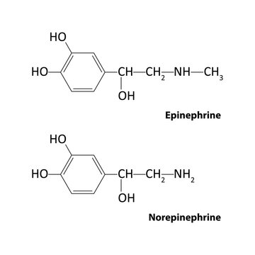 Epinephrine and Norepinephrine	