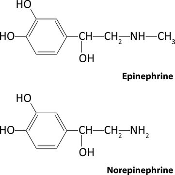 Epinephrine and Norepinephrine	