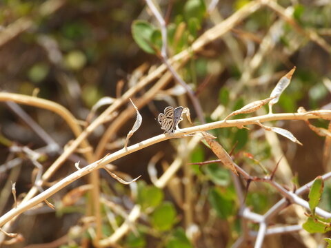 African Grass Blue butterfly (Tarucus theophrastus), commonly known as the Jujube Blue, perched on a wildflower in its natural habitat. Close-up macro photograph showcasing the butterfly's delicate bl