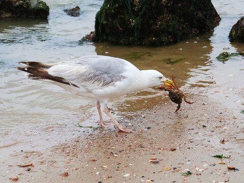 A seagull eats a crab on the beach.