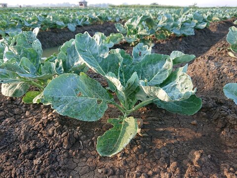 Young Cauliflower Plant with Caterpillar Damage Growing in Agricultural Field