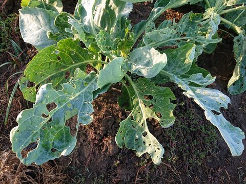 Close-up of cauliflower plants with severely damaged leaves showing numerous holes and feeding marks caused by leaf-eating caterpillars. The image illustrates pest infestation, crop damage