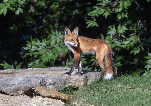 Side profile of an adult male red fox (Vulpes vulpes) standing on a rock ledge in front of lush green foliage.