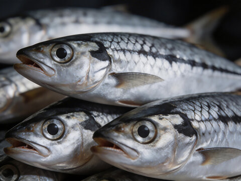 Fresh fish with shiny scales and open mouths