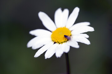 Fototapeta premium daisy and bee