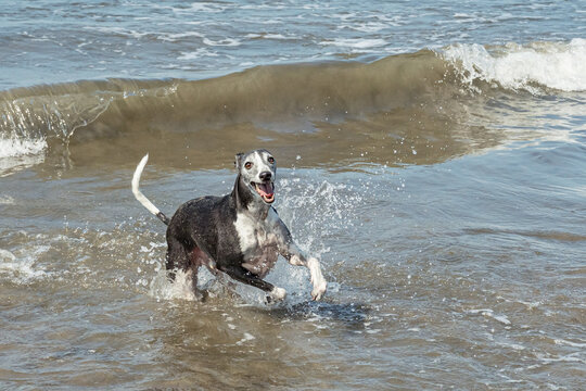 Whippet sighthound breed running fast through shallow beach water.
Swift Whippet dog runs happily through shallow ocean water with splashing waves on a sunny beach.