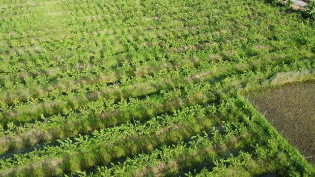 Aerial view of guava tree plantation rows in an Indian agricultural farm. Top down perspective of organic guava farming land in sunlight.