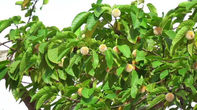 Yellow Kadam flowers blooming among vibrant green leaves. Low angle shot of Neolamarckia Cadamba tree in natural sunlight. Yellow Wild Flowers Vibrant Green Leaves.