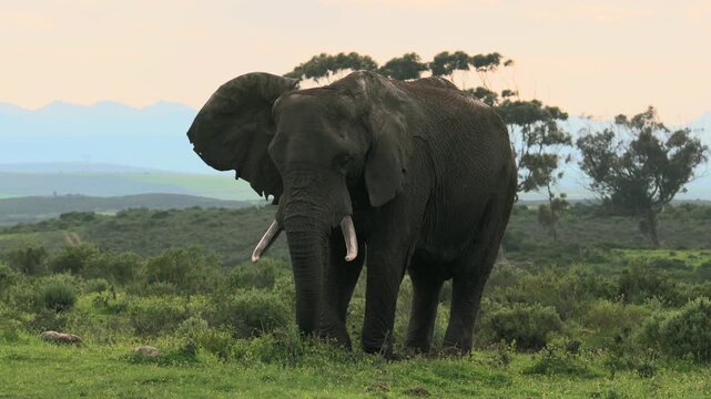 Adult African bush elephant (Loxodonta africana) grazing peacefully while facing the camera in warm early morning sunlight in a private game reserve in South Africa