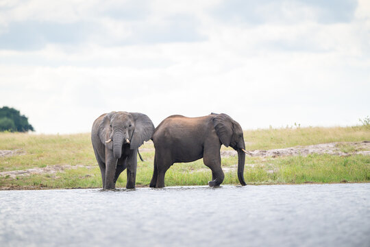African elephant in Chobe National Park, Botswana