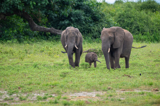 Two adults and a caft African bush elephant walking toward the Chobe RIver in Botswana