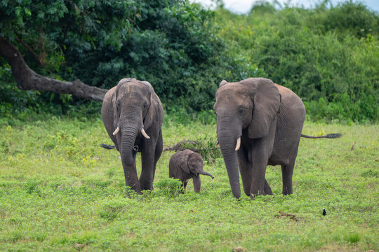 Two adults and a caft African bush elephant walking toward the Chobe RIver in Botswana