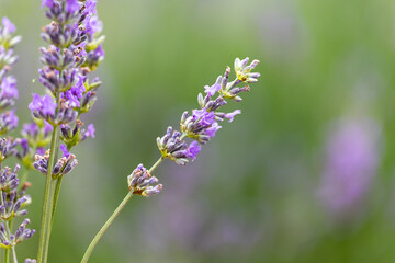 Obraz premium Lavender plants that get their color and scent from the agricultural land.