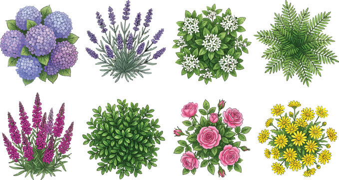 Top view garden plants and flowers collection including hydrangea lavender rose and green shrubs vector illustration