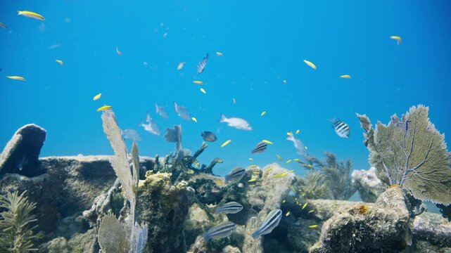 Diverse school of reef fish swimming above large sea fans on a shipwreck in Key Largo Florida