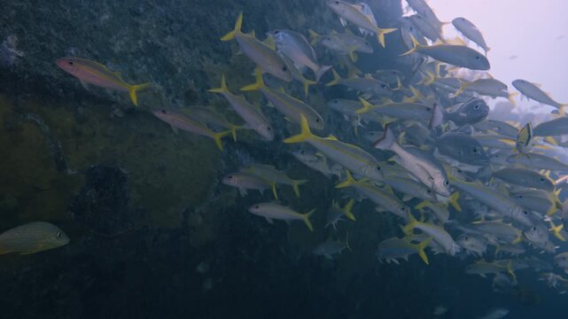 School of yellowfin goatfish and snapper swimming alongside a shipwreck in Key Largo Florida