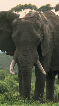 Adult African bush elephant (Loxodonta africana) using its front foot to disturb the ground while feeding during early morning sunlight in a private game reserve in South Africa.