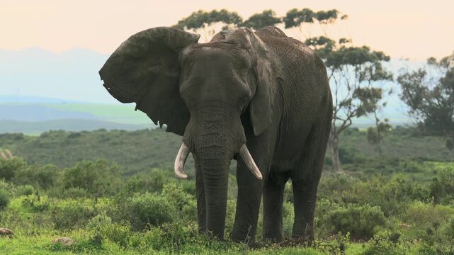 Adult African bush elephant (Loxodonta africana) using its front foot to disturb the ground while feeding during early morning sunlight in a private game reserve in South Africa.