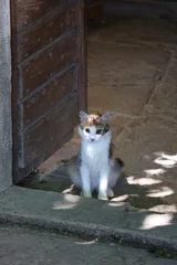Beautiful cat on the Mediterranean street. Selective focus. © jelena990