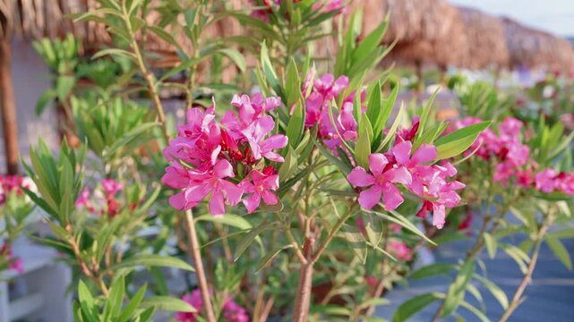 A stunning sequence of pink flowers blooming in a tranquil outdoor garden, captured from a close-up, ser.