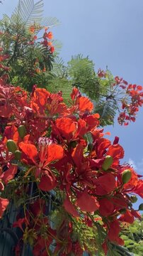 Red Flamboyant tree flowers also known as Royal Poinciana, Delonix regia,Flame tree, Phoenix flower against blue sky. Floral background,4K.