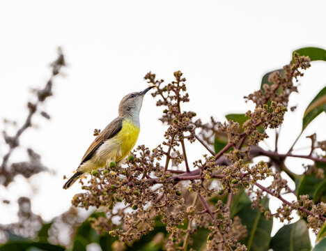 Small sunbird drinking nectar from a cluster of fresh mango blossoms