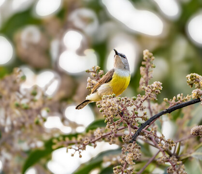 Small sunbird drinking nectar from a cluster of fresh mango blossoms