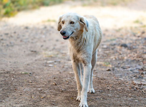 Adorable Indian rescue dog looking curiously at camera with soulful eyes