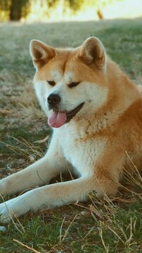 a dog is resting peacefully on a grassy field with trees in the background, creating a serene outdoorpet.