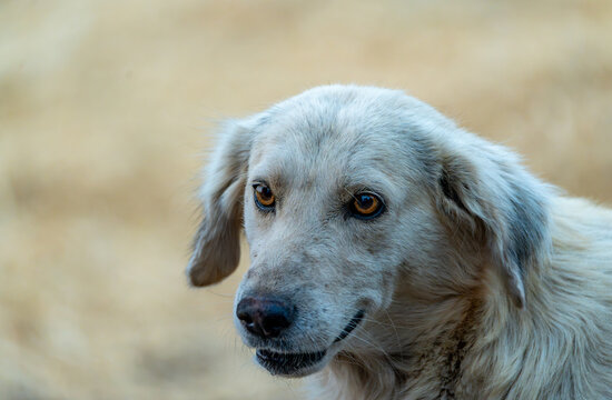Side profile close-up of an Indian Pariah dog against a creamy bokeh background