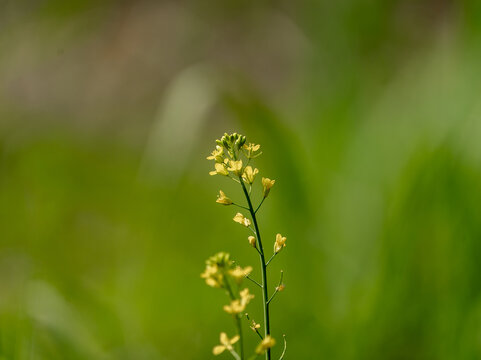 Detailed close-up of a bee on yellow mustard blossom with copy space