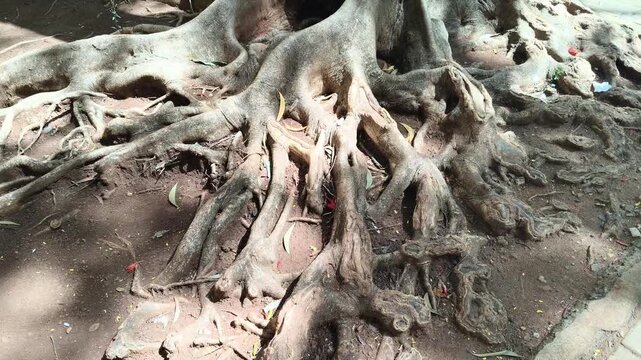 Ancient gnarled tree roots exposed on forest floor. Natural erosion revealing intricate root system and aged wood textures. Documentarian view of forest ecology and tree adaptation to terrain.