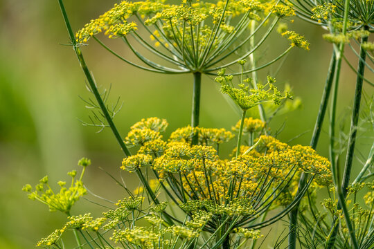 Macro shot of yellow fennel flower umbels blooming in bright natural sunlight