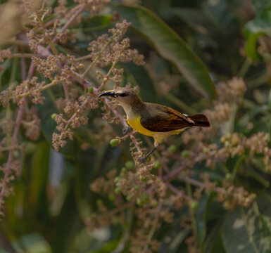 Detailed close-up of iridescent sunbird feathers surrounded by yellow mango inflorescence