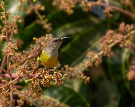 Shadows and highlights on a sunbird perching amidst dense mango tree blooms