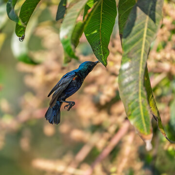 Spring bloom in the orchard with a small sunbird perched on a mango branch