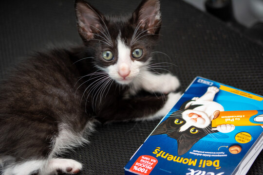 31 Jul 2026: Bucharest, Romania: Tofu the kitten checking out the new felix deli moments with chicken.