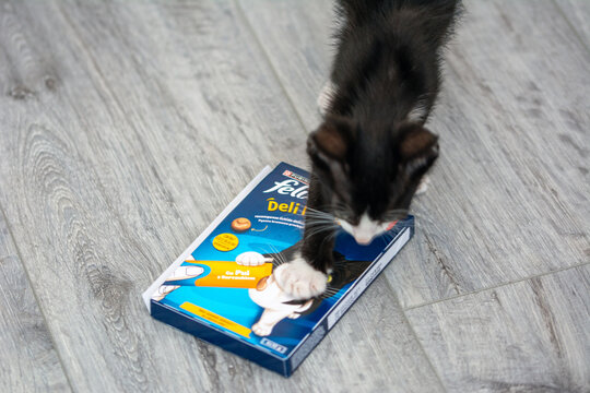 31 Jul 2026: Bucharest, Romania: Tofu the kitten checking out the new felix deli moments with chicken.