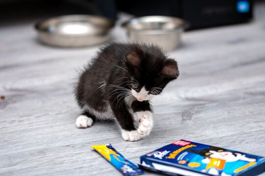 31 Jul 2026: Bucharest, Romania: Tofu the kitten checking out the new felix deli moments with chicken.