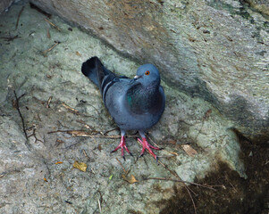 pigeon on the stone © The Velvet Media