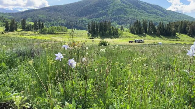 Wildflowers blooming against the backdrop of majestic mountains in Crested Butte, Colorado.