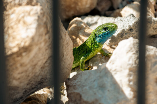 A green lizard on white stones.