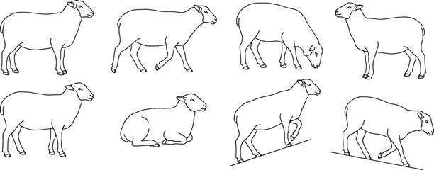Set of continuous line drawing illustrations featuring farm sheep in various grazing and standing poses © SreemotiMongli