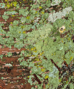 Closeup tree moss