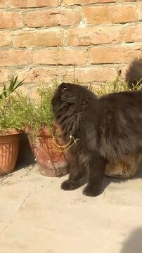 Brown cat walking near potted plants