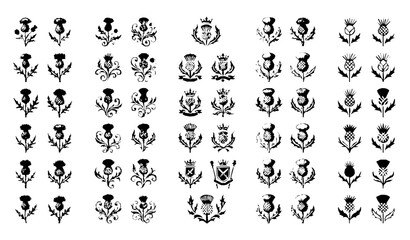 Fototapeta premium Decorative Black Thistle Silhouette Mega Set with Botanical Floral Vector Icons
