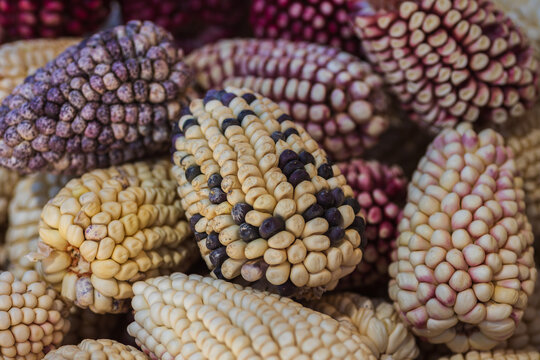 Traditional maize varieties cultivated by farmers in the Colca Valley, Arequipa, Peru. The diversity of maize grown in this Andean agricultural landscape